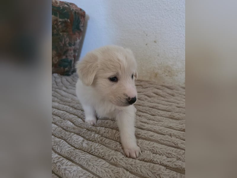 Hund Hündin Welpe Tierschutz Bundesweite Vermittlung