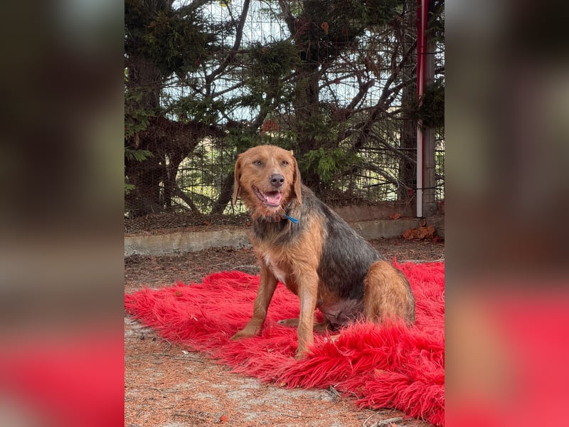 Hund Hündin Kastriert Tierschutz Bundesweite Vermittlung