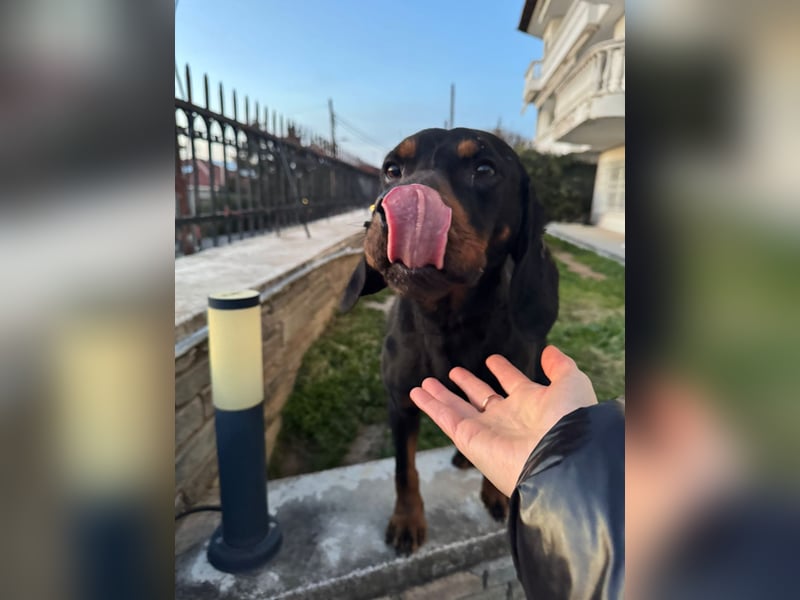 Hund Rüde Tierschutz Bundesweite Vermittlung