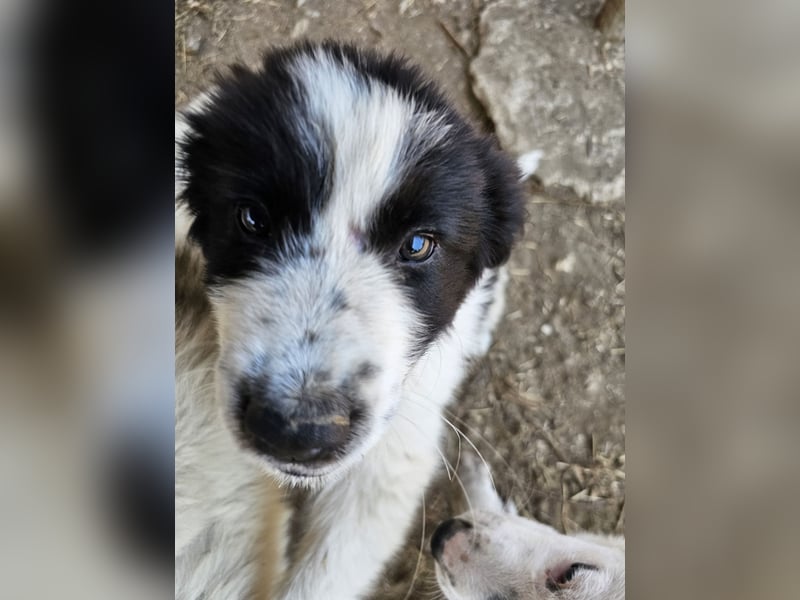 Hund Welpe Rüde Sam Tierschutz