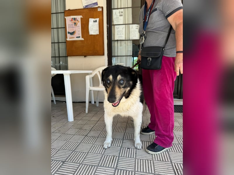 Hund Rüde Tierschutz kastriert Blind Handicap Bundesweite Vermittlung