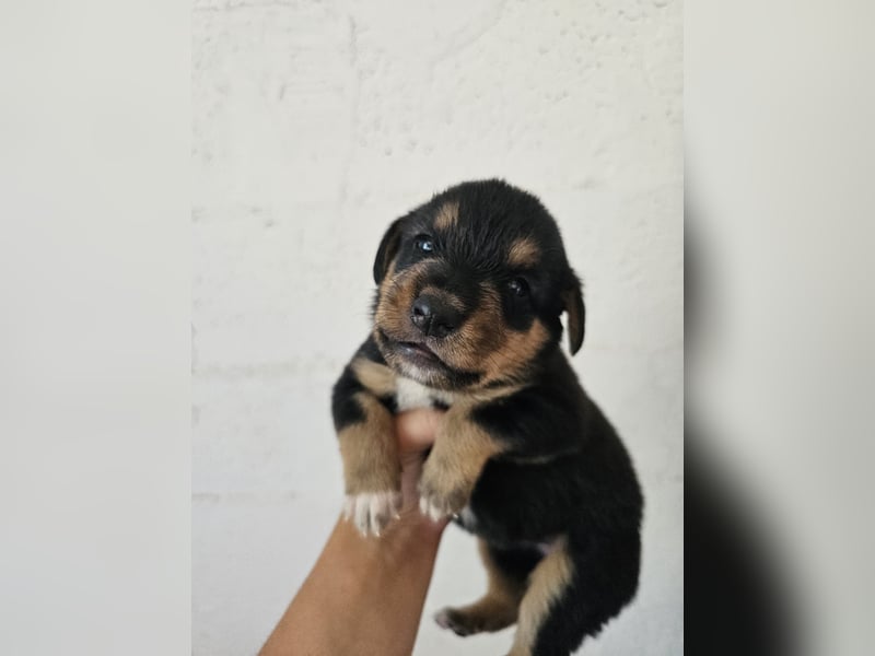 Hund Hündin Welpe Tierschutz Bundesweite Vermittlung