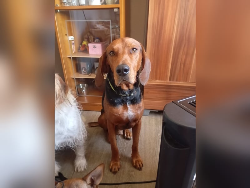 Hund Rüde Tierschutz Bundesweite Vermittlung