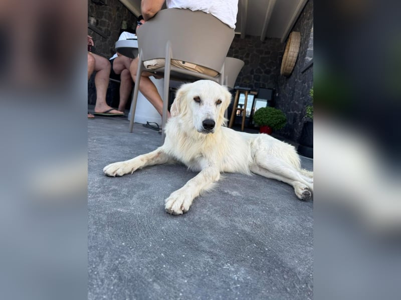 Hund Hündin Tierschutz kastriert Bundesweite Vermittlung