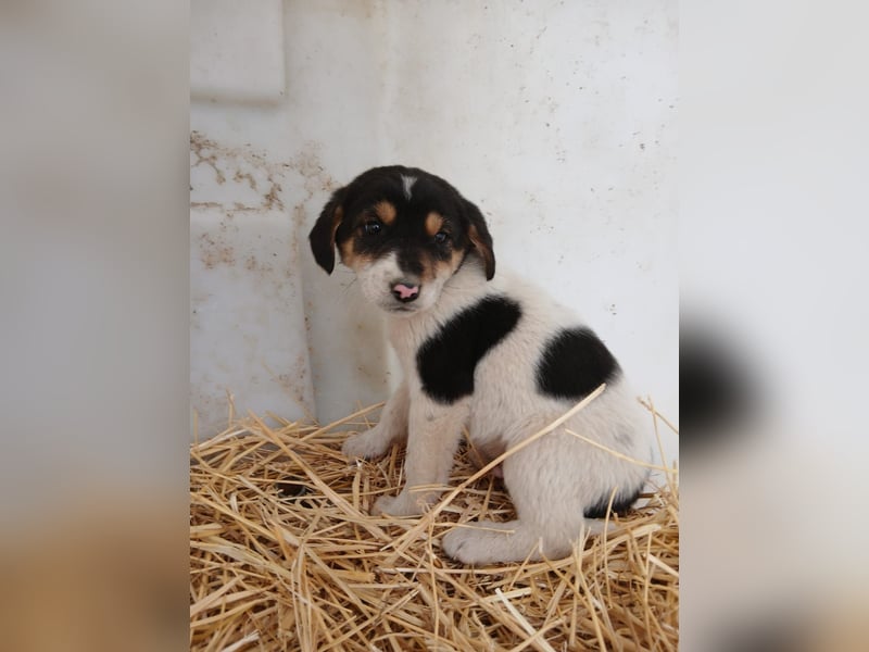 Hund Rüde Welpe Tierschutz Bundesweite Vermittlung