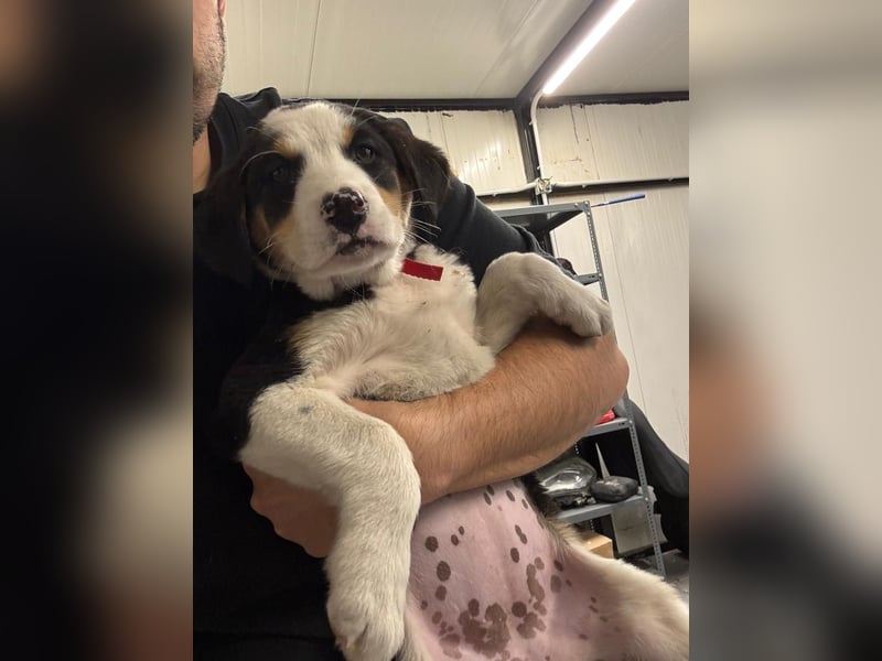 Hund Hündin Welpe Tierschutz Leia Bundesweite Vermittlung