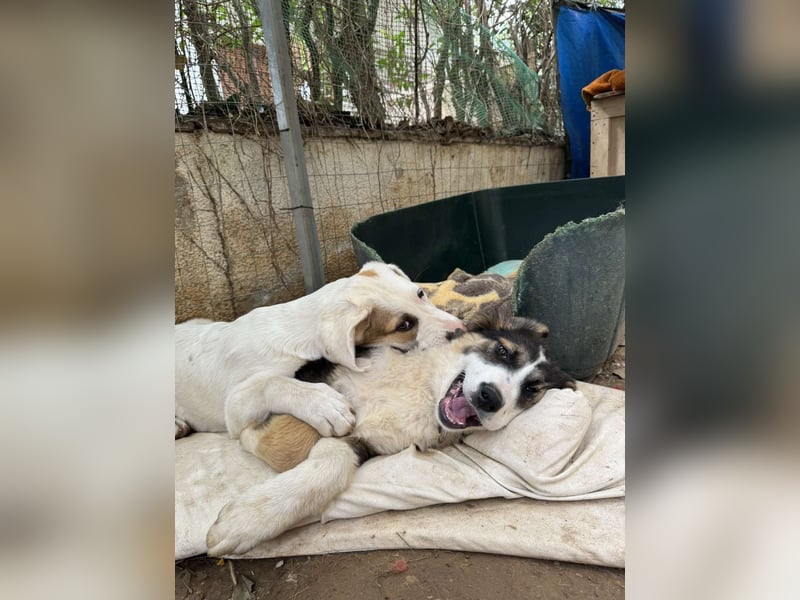 Hund Hündin Welpe Tierschutz Bundesweite Vermittlung
