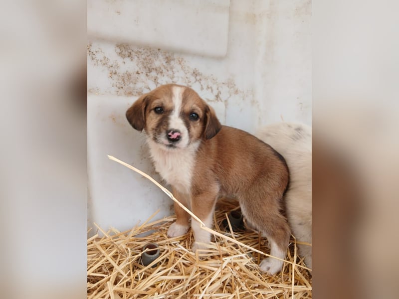 Hund Hündin Welpe Tierschutz Bundesweite Vermittlung