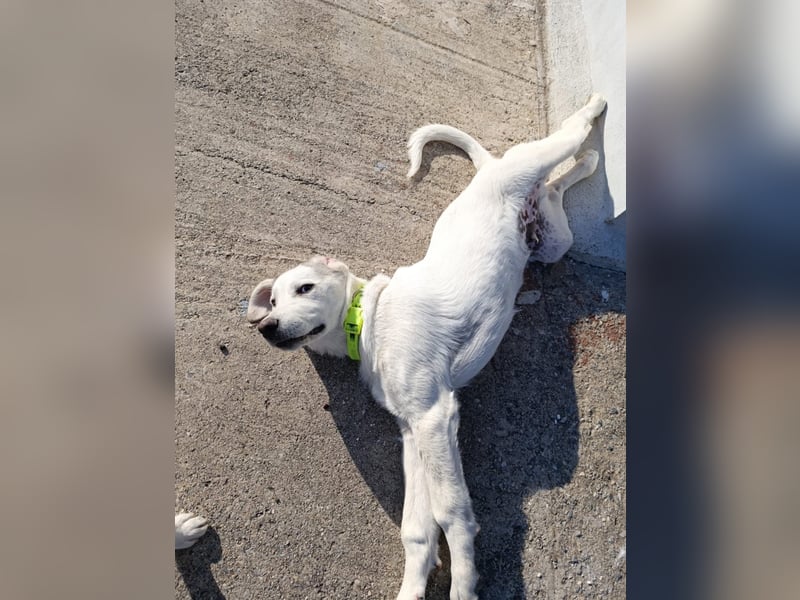 Hund Rüde Junghund Tierschutz Bundesweite Vermittlung