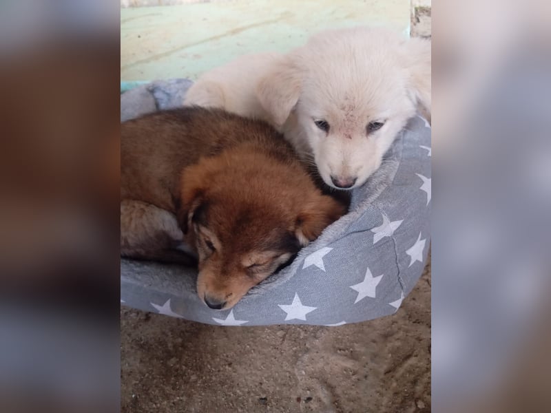 Hund Hündin Welpe Tierschutz Bundesweite Vermittlung