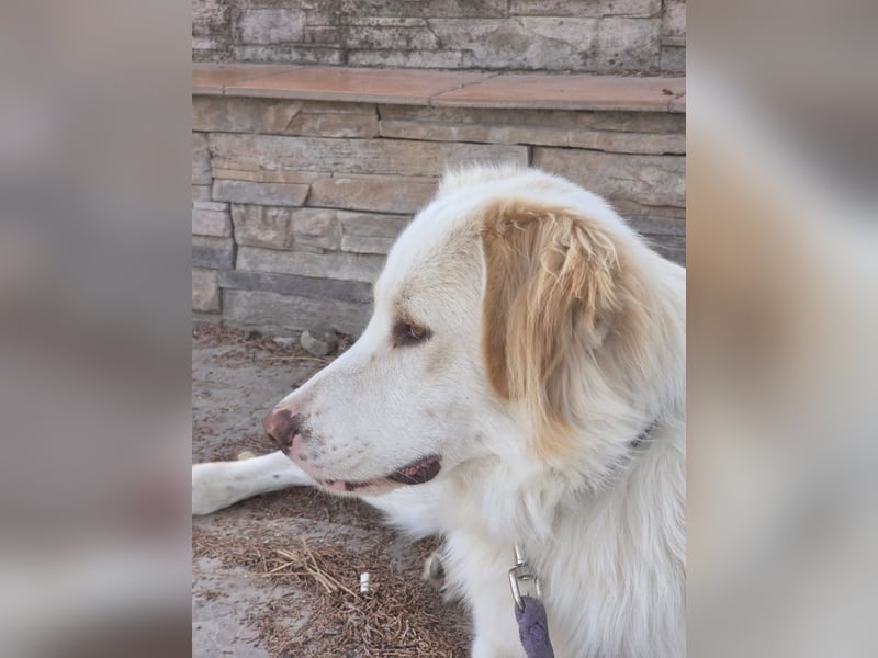 Hund Hündin Kastriert Tierschutz Bundesweite Vermittlung