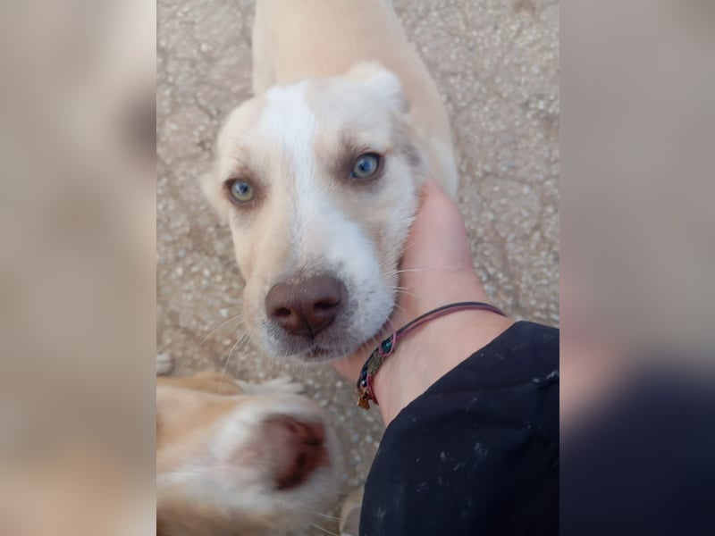 Hund Rüde Welpe Tierschutz Bundesweite Vermittlung