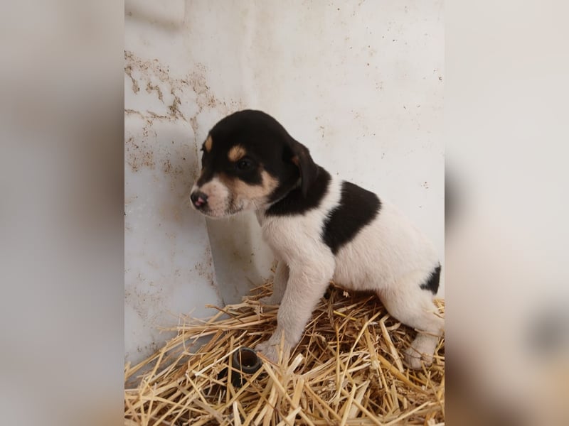 Hund Hündin Welpe Tierschutz Bundesweite Vermittlung