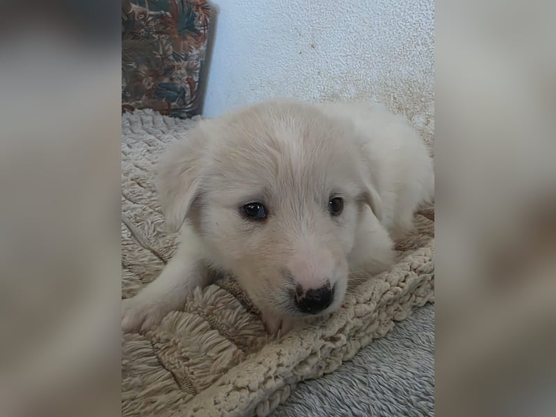 Hund Hündin Welpe Tierschutz Bundesweite Vermittlung