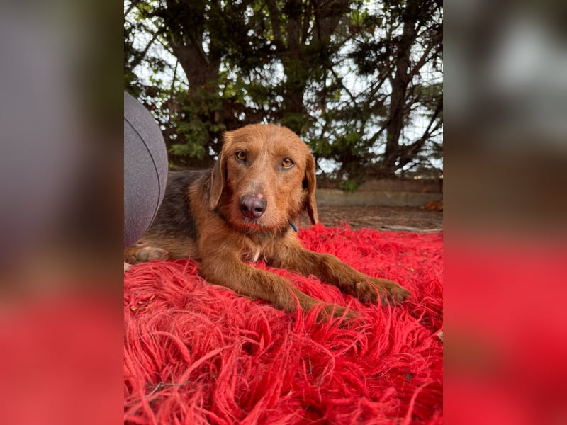 Hund Hündin Kastriert Tierschutz Bundesweite Vermittlung