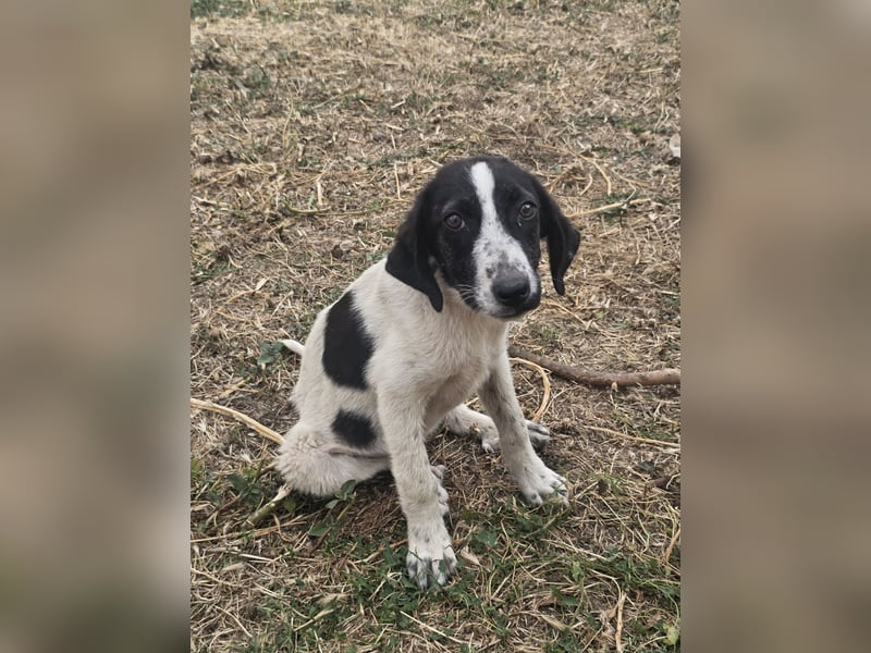 Hund Hündin Welpe Tierschutz Bundesweite Vermittlung