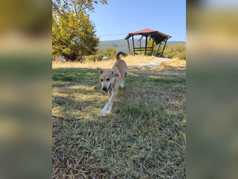 Hund Junghund Hündin Thalia Tierschutz Traumhund