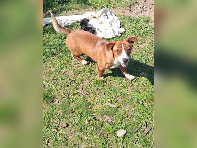 Hund Rüde Tierschutz Bundesweite Vermittlung