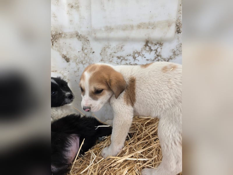 Hund Hündin Welpe Tierschutz Bundesweite Vermittlung