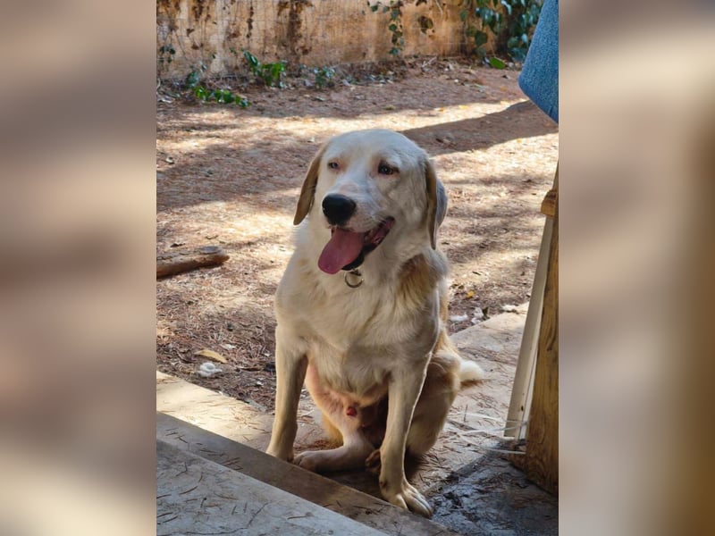 Hund Rüde Tierschutz Bundesweite Vermittlung