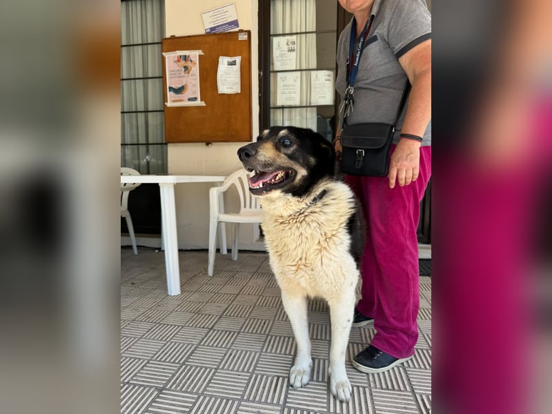 Hund Rüde Tierschutz kastriert Blind Handicap Bundesweite Vermittlung