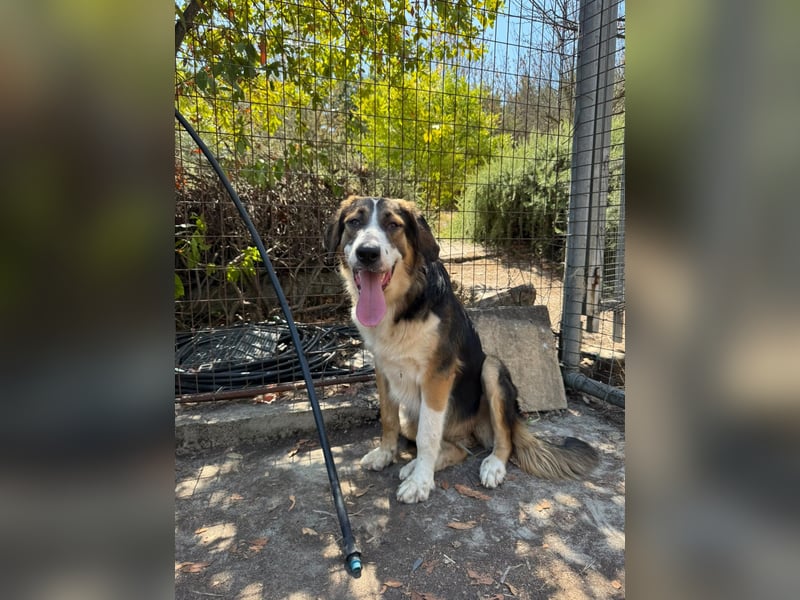 Hund Hündin Kastriert Tierschutz Bundesweite Vermittlung