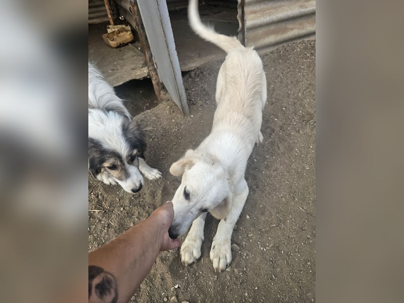Hund Rüde Welpe Tierschutz Bundesweite Vermittlung