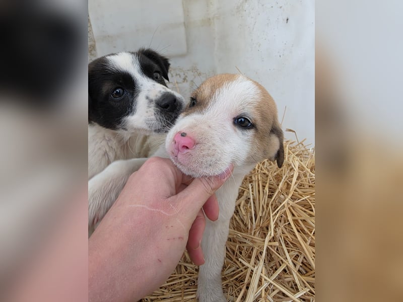Hund Rüde Tierschutz Welpe Bundesweite Vermittlung