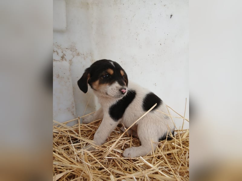 Hund Rüde Welpe Tierschutz Bundesweite Vermittlung