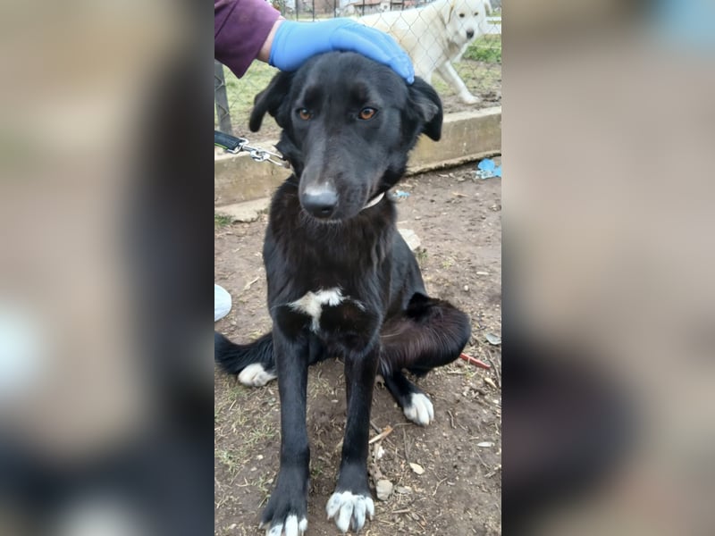 Hund Hündin Tierschutz Kastriert Bundesweite Vermittlung