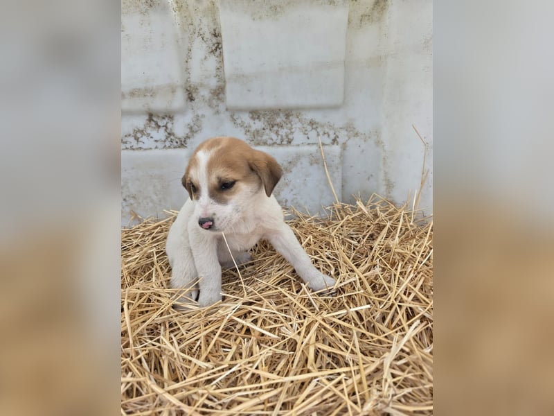 Hund Hündin Welpe Tierschutz Bundesweite Vermittlung