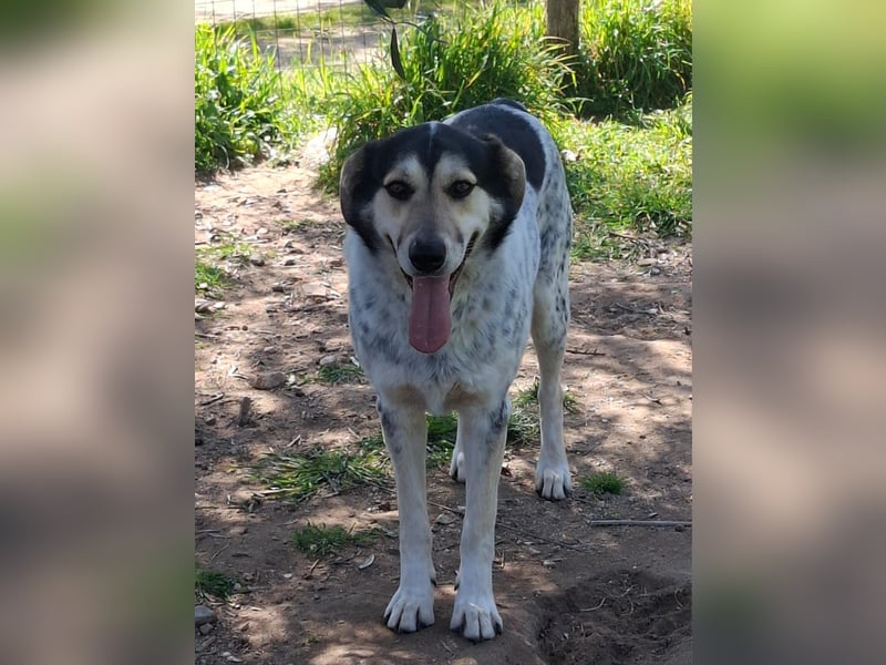 Hund Rüde Tierschutz Bundesweite Vermittlung