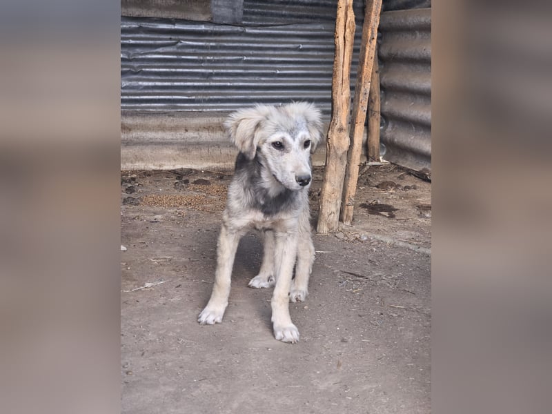 Hund Hündin Welpe Tierschutz Bundesweite Vermittlung