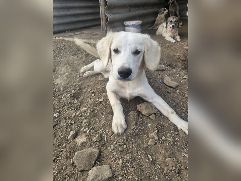 Hund Rüde Welpe Tierschutz Bundesweite Vermittlung