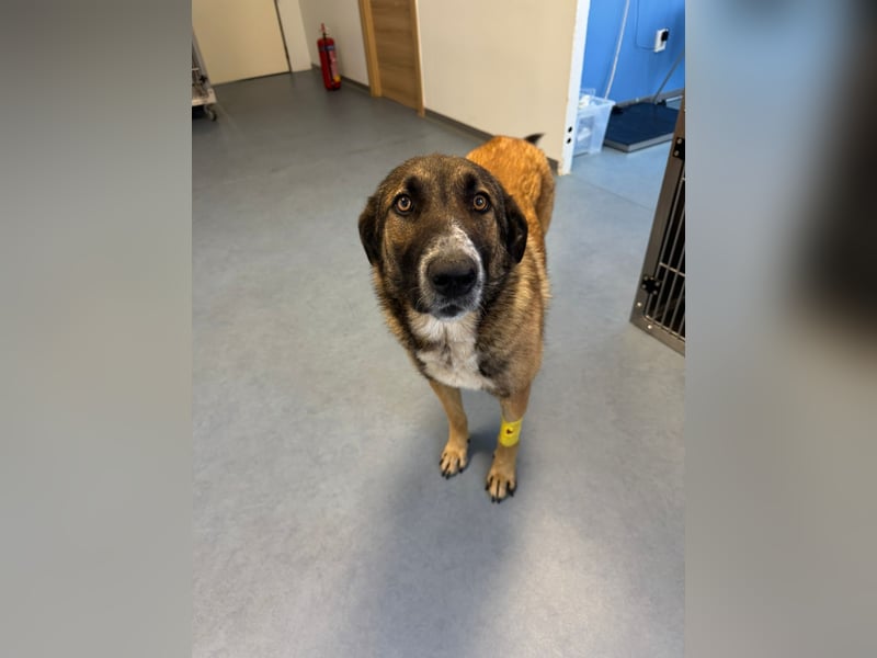 Hund Hündin Tierschutz Kastriert Bundesweite Vermittlung