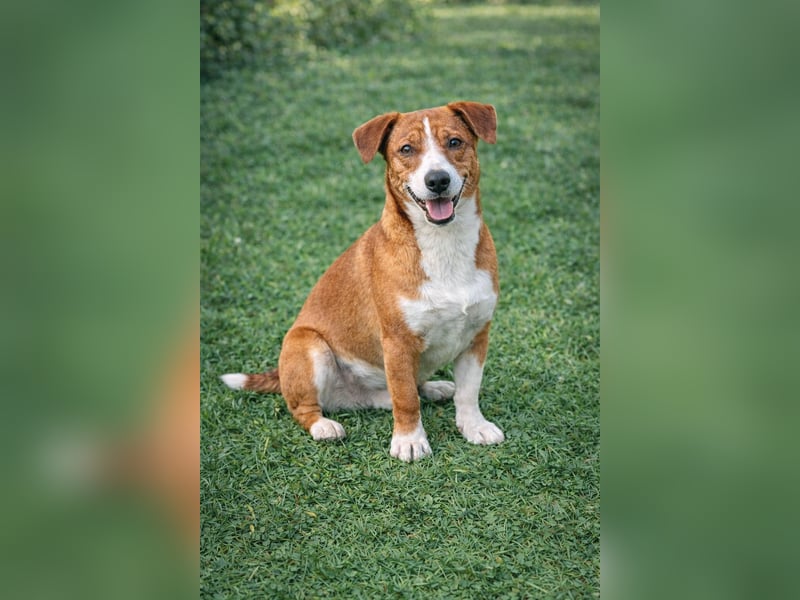 Hund Rüde Tierschutz Bundesweite Vermittlung