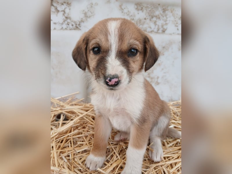 Hund Hündin Welpe Tierschutz Bundesweite Vermittlung