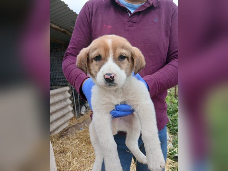 Hund Rüde Tierschutz Welpe Bundesweite Vermittlung