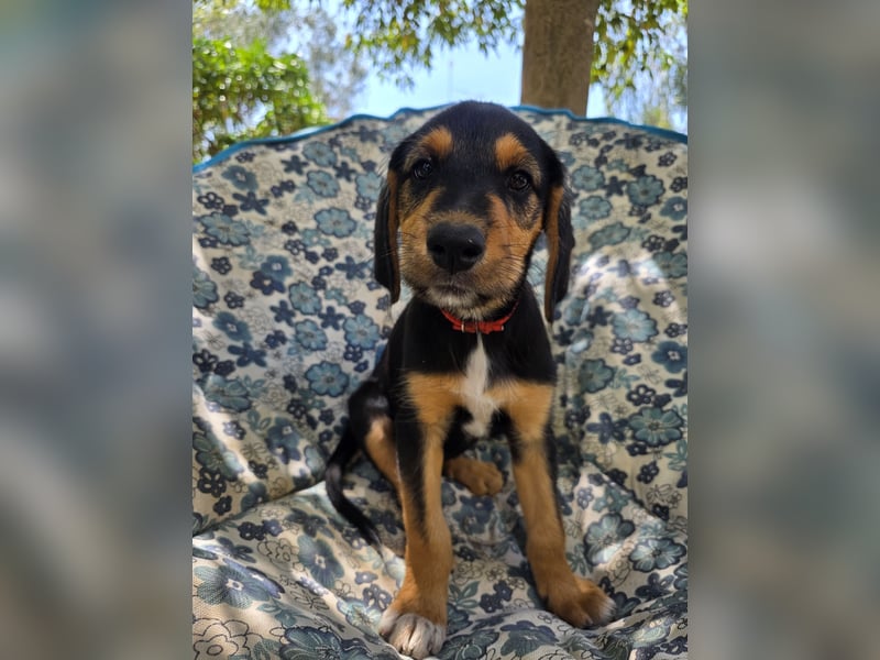Hund Hündin Welpe Tierschutz Bundesweite Vermittlung