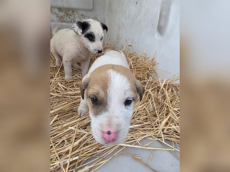 Hund Rüde Tierschutz Welpe Bundesweite Vermittlung