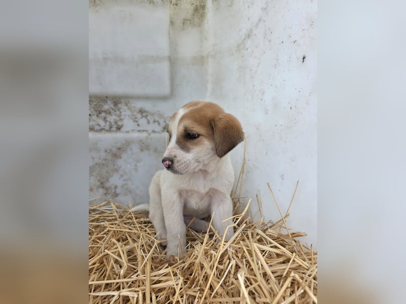 Hund Hündin Welpe Tierschutz Bundesweite Vermittlung