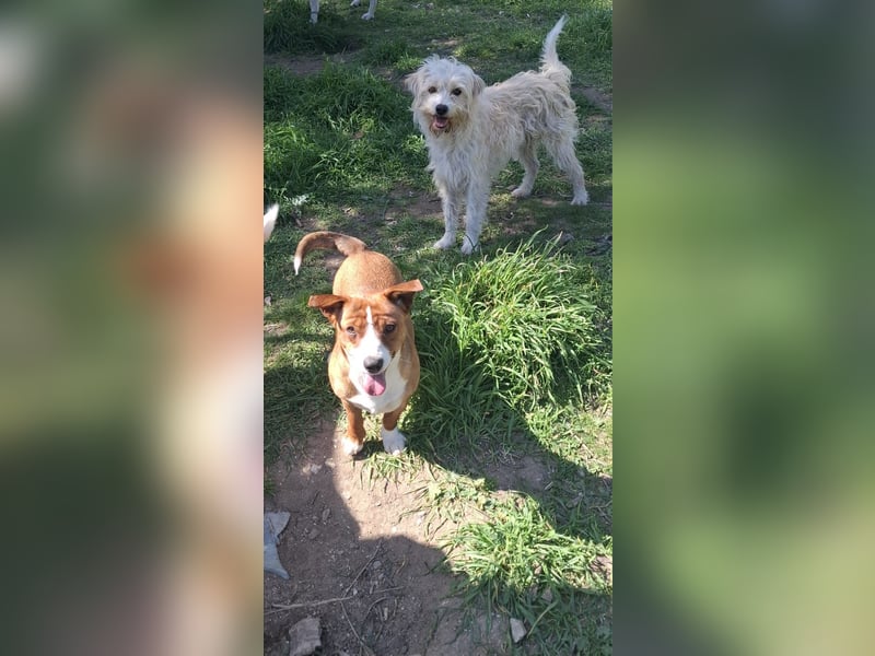 Hund Rüde Tierschutz Bundesweite Vermittlung