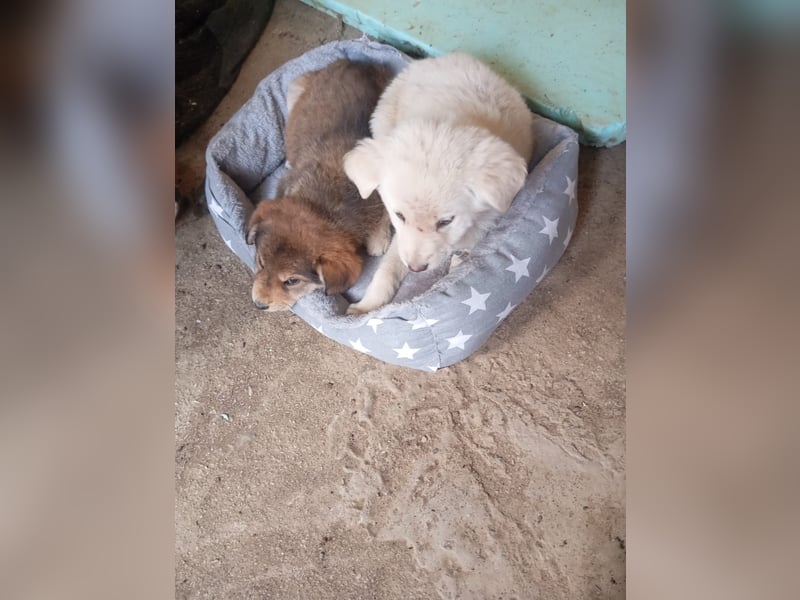 Hund Rüde Tierschutz Welpe Bundesweite Vermittlung