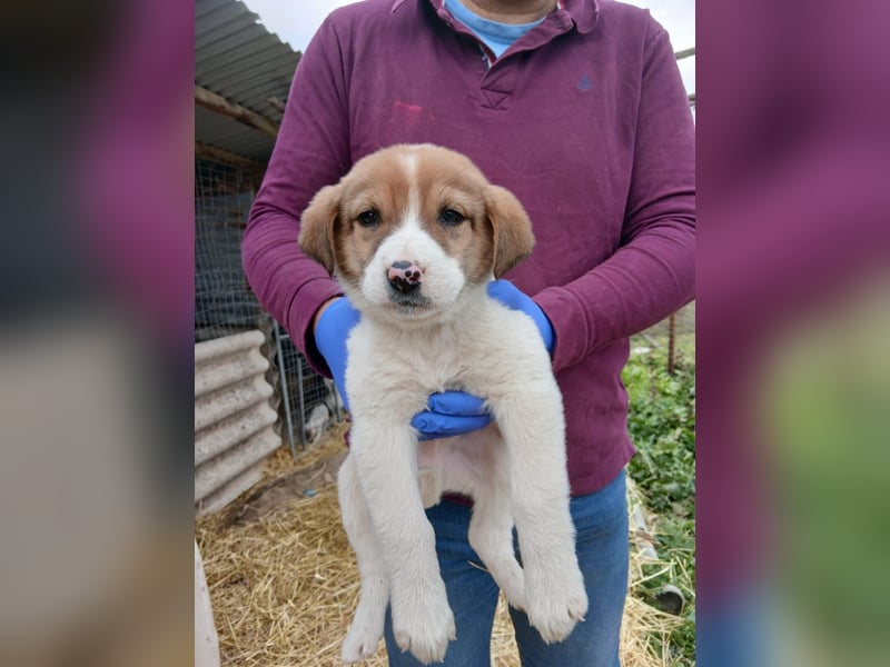 Hund Rüde Tierschutz Welpe Bundesweite Vermittlung