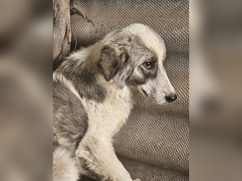 Hund Rüde Welpe Tierschutz Bundesweite Vermittlung