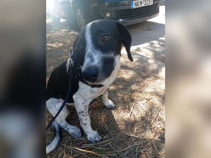 Hund Hündin Welpe Tierschutz Bundesweite Vermittlung