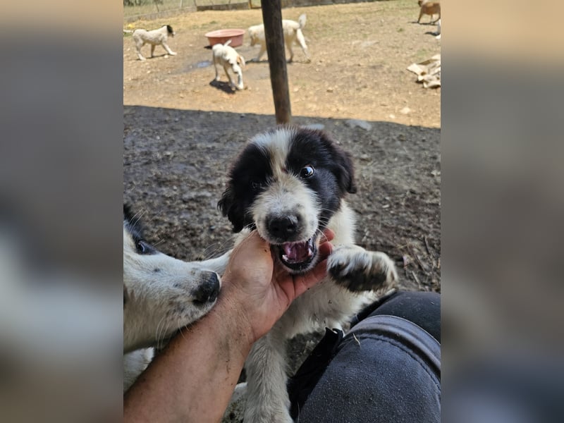 Hund Welpe Rüde Sam Tierschutz