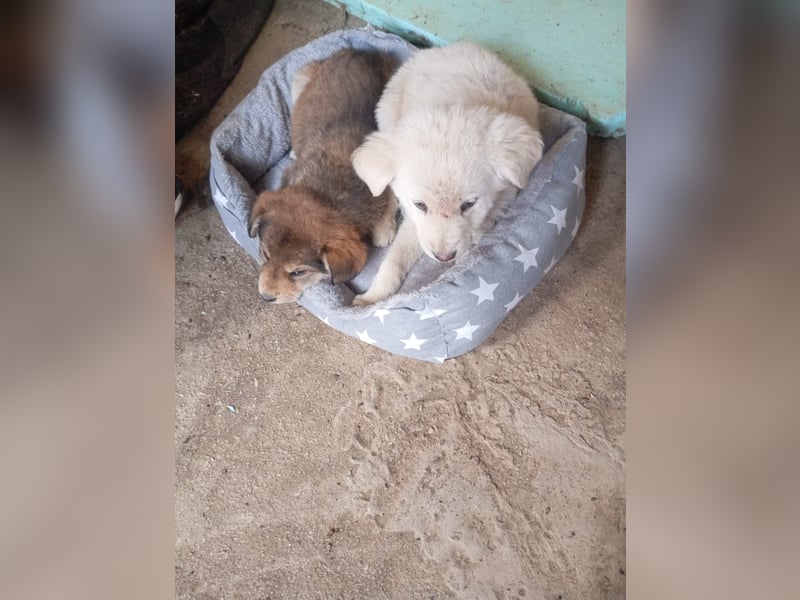 Hund Hündin Welpe Tierschutz Bundesweite Vermittlung