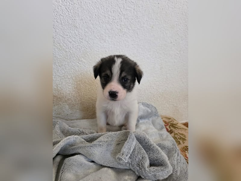 Hund Hündin Welpe Tierschutz Bundesweite Vermittlung