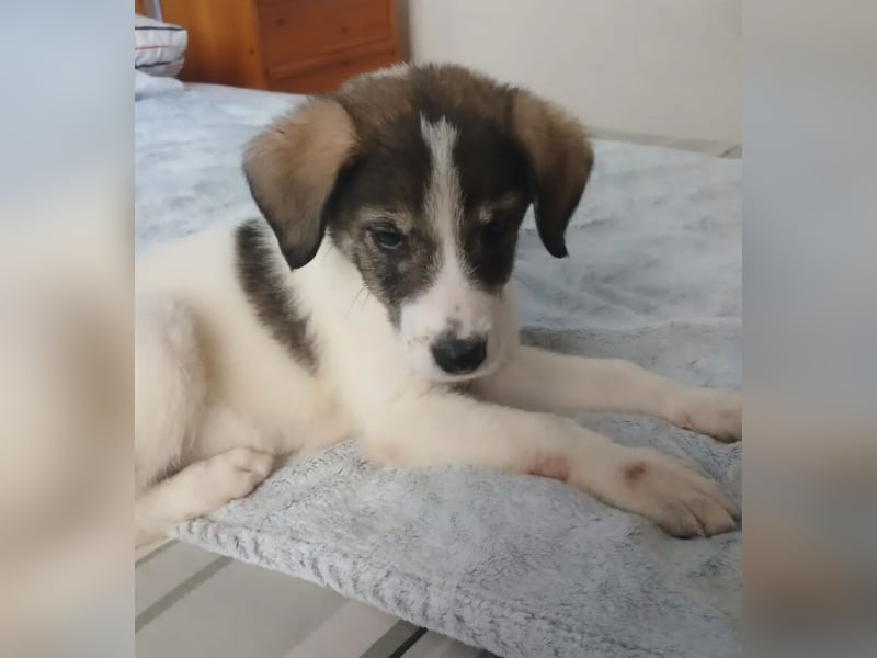 Hund Hündin Welpe Tierschutz Bundesweite Vermittlung